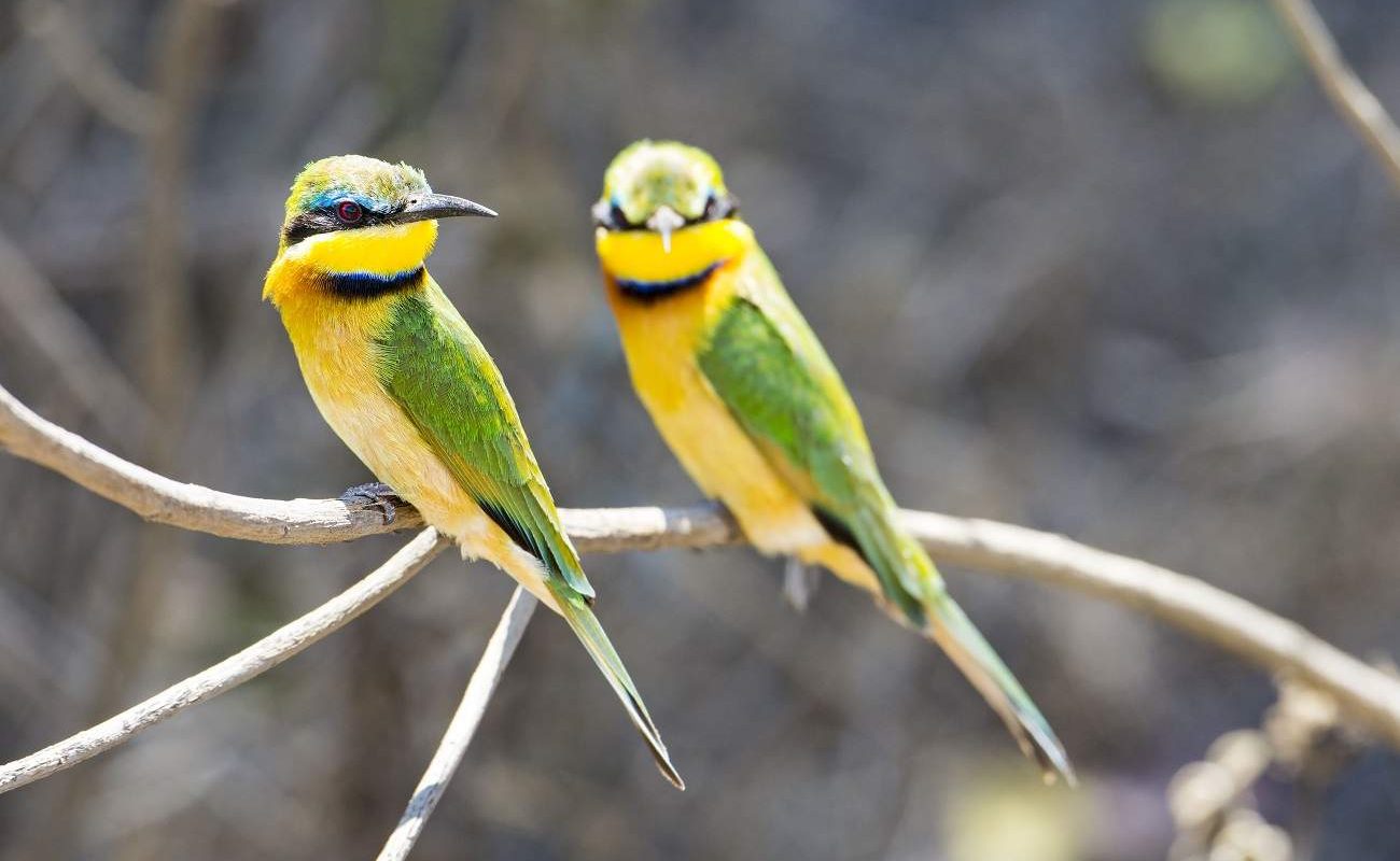 Beeeater in der Serengeti