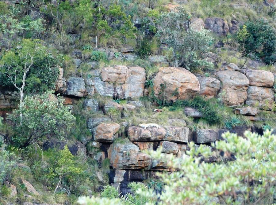 Leopard im Welgevonden Game Reserve