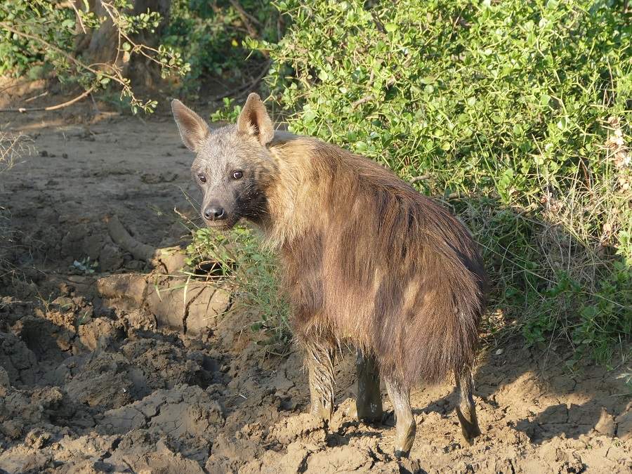 Braune Hyäne Madikwe