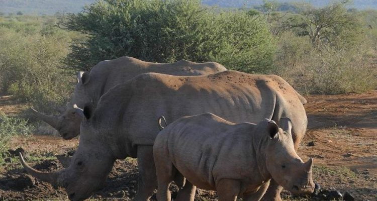 Madikwe Game Reserve – ein unbekanntes Safari-Juwel