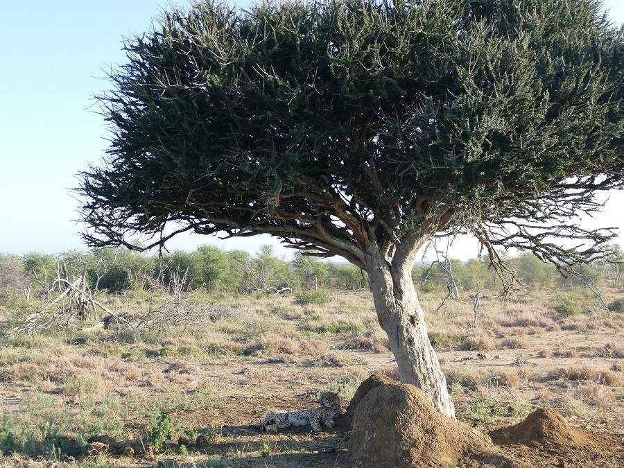 Gepard Sheperd's Tree im Madikwe