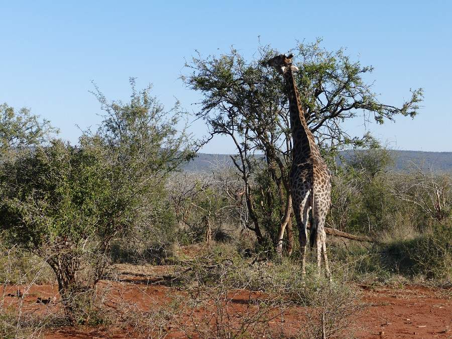 Giraffe im Madikwe Game Reserve