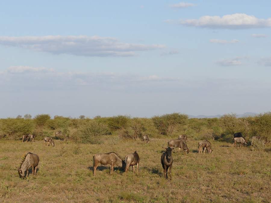 Gnus im Madikwe Game Reserve