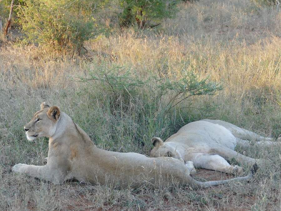 Löwen im Madikwe Wildreservat