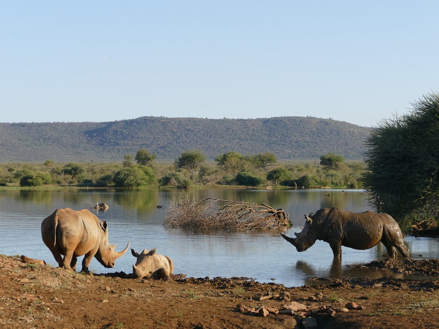 Nashörner im Madikwe