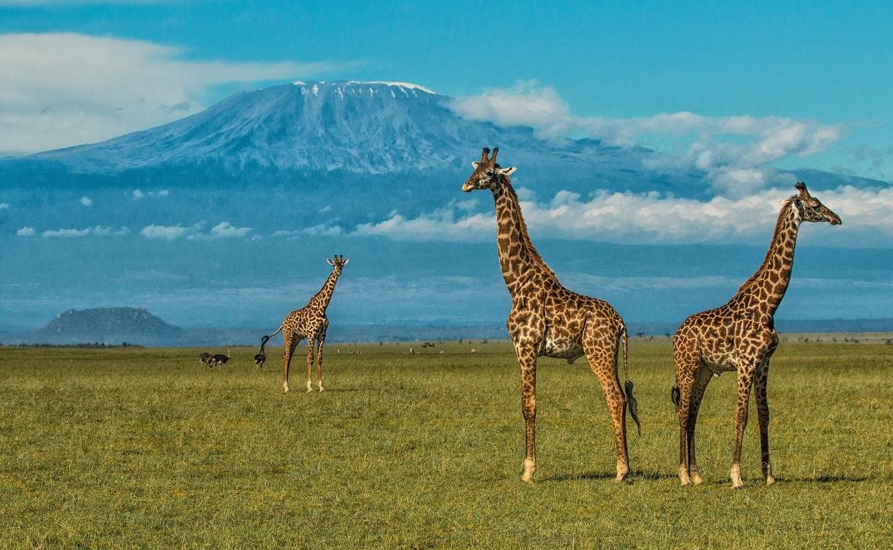 Giraffen vor der Kulisse des Kilimanajaro