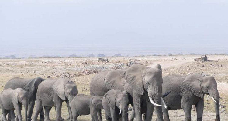 Amboseli: Safari im Nataionalpark oder in einer Privatkonzession?
