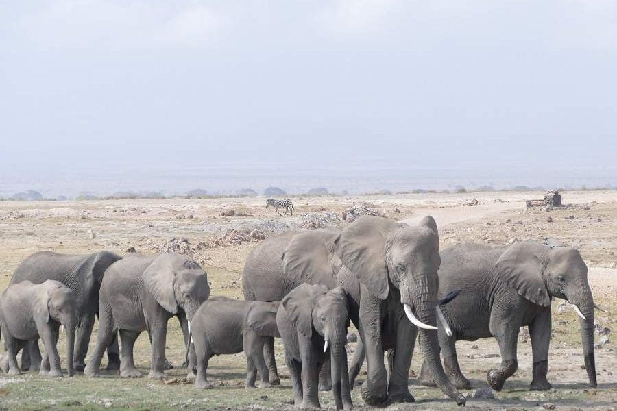 Amboseli: Safari im Nataionalpark oder in einer Privatkonzession?