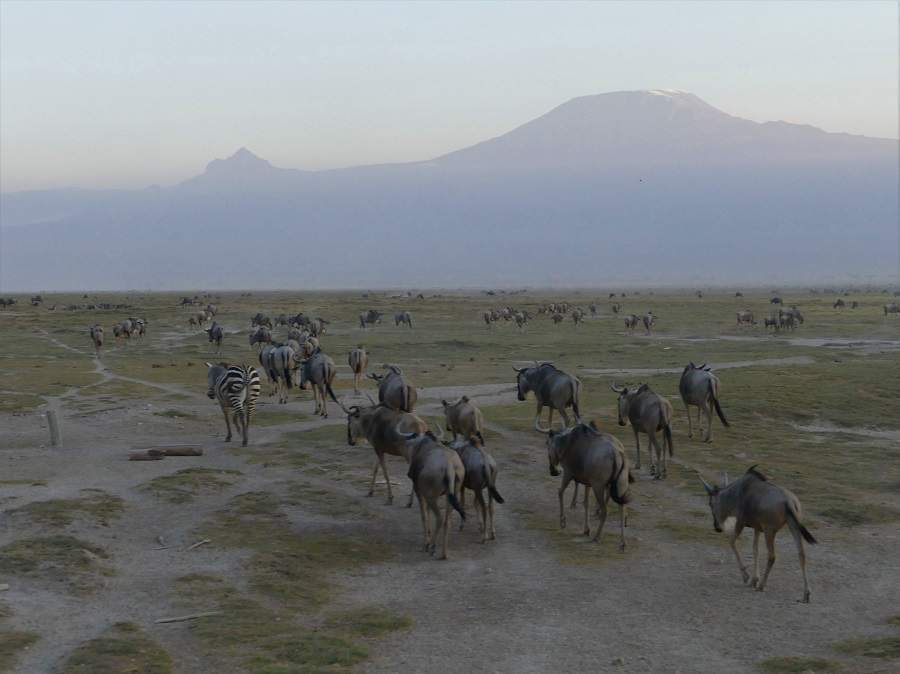 Gnus vor der Kulisse des Kilimanjaro