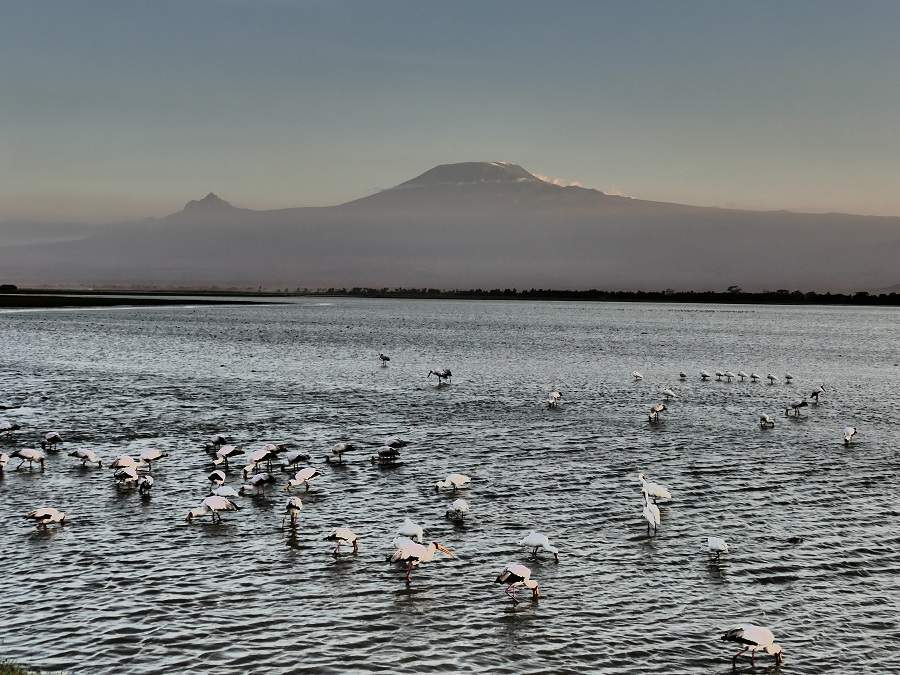 Vögel im Amsboseli
