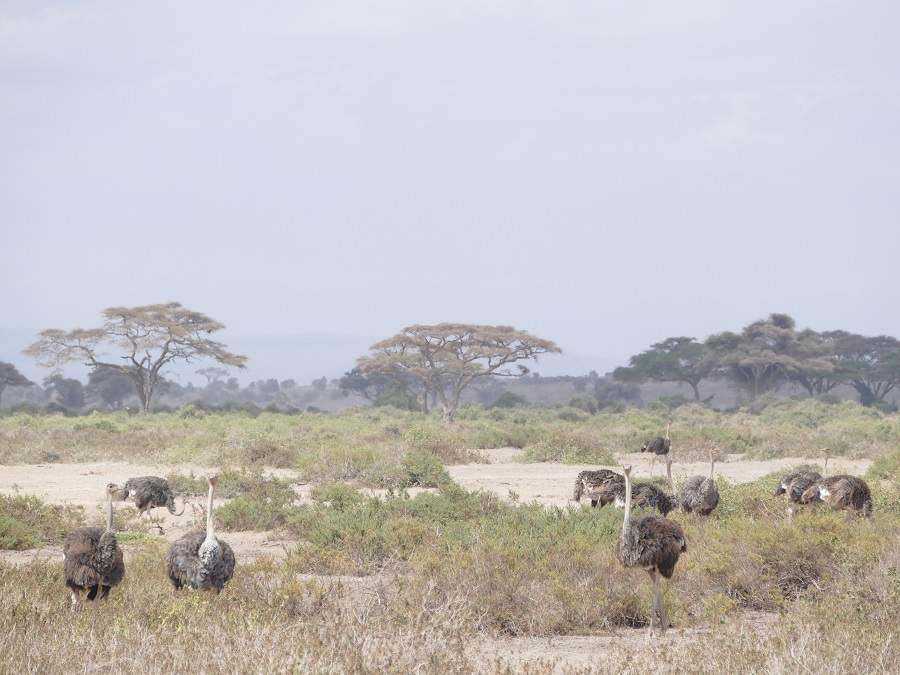 Strauße im Amboseli