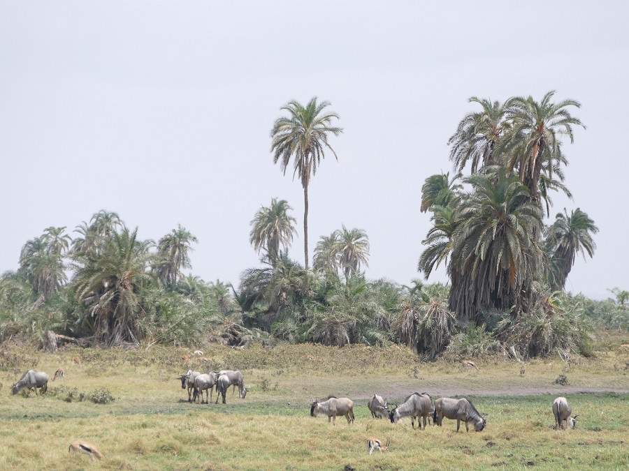 Palmen im Amboseli