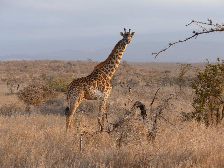 Giraffe in Satao Elerai