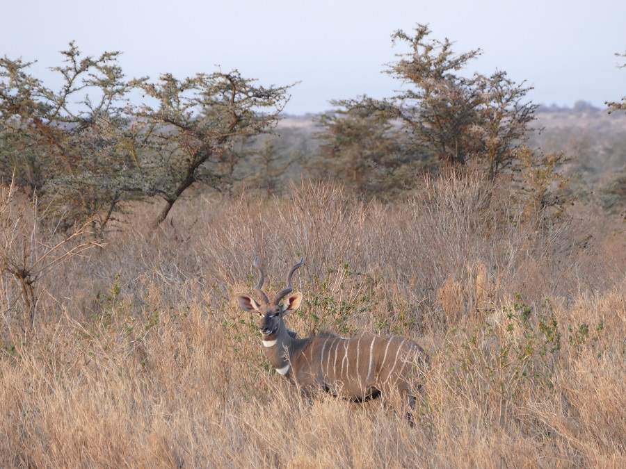 Kudu in Satao Elerai