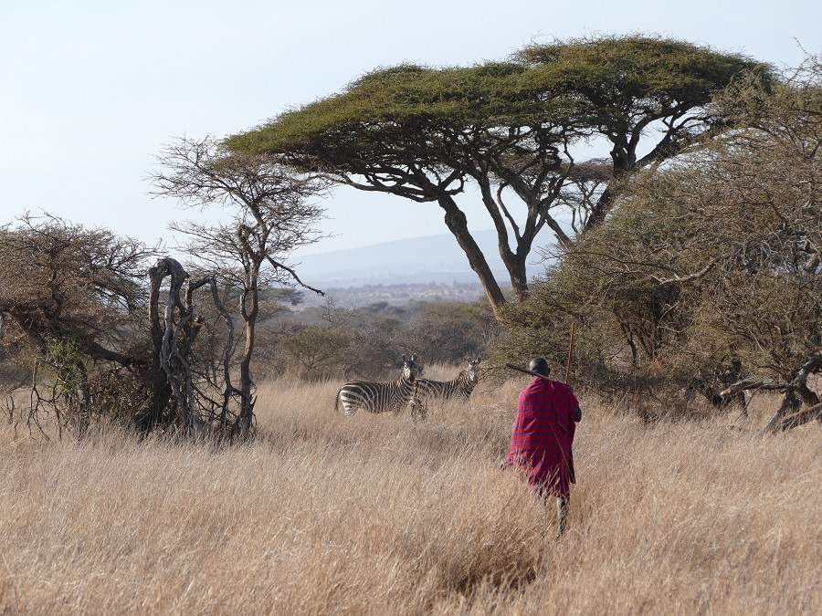 Pirschwanderung in der Privatkonzession von Satao Elerai