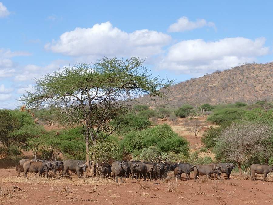 Büffel im Tsavo West