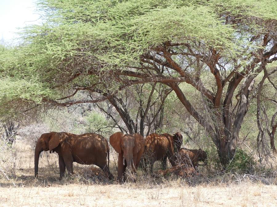 Elefanten unter Akazie im Tsavo Nationalpark