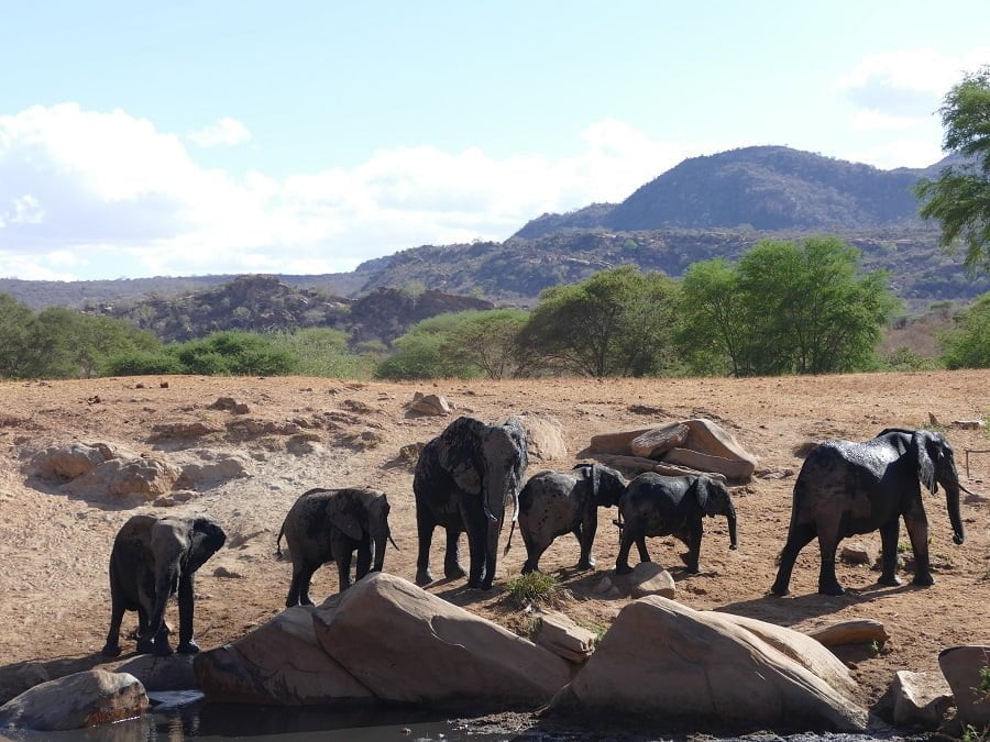 Elefanten am Wasserloch im Tsavo