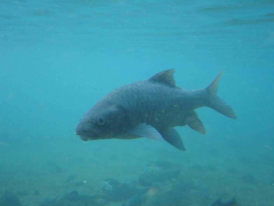 Fisch in den Mzima Springs
