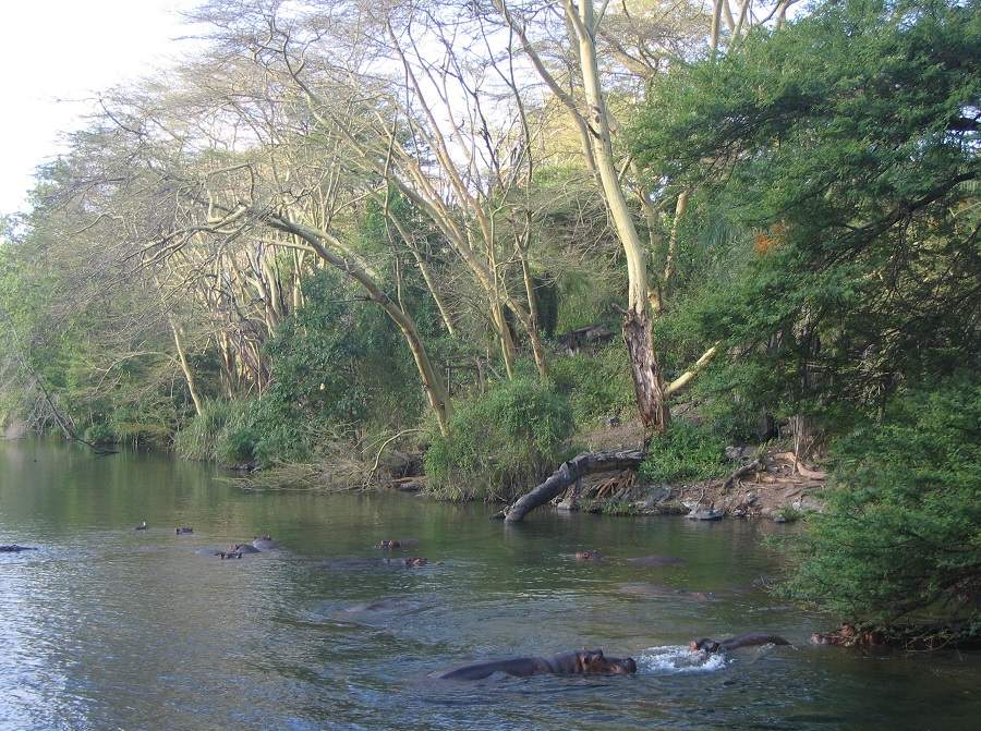 Mzima Spings im Tsavo West