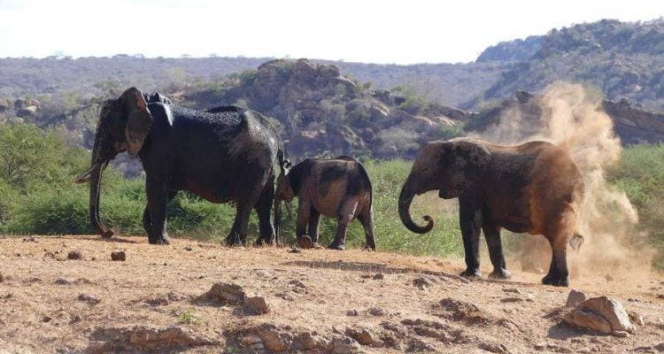 Slow Safari im Tsavo West in Kenia