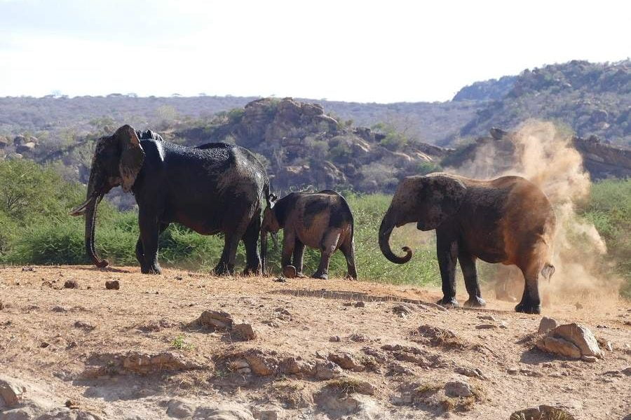 Slow Safari im Tsavo West in Kenia