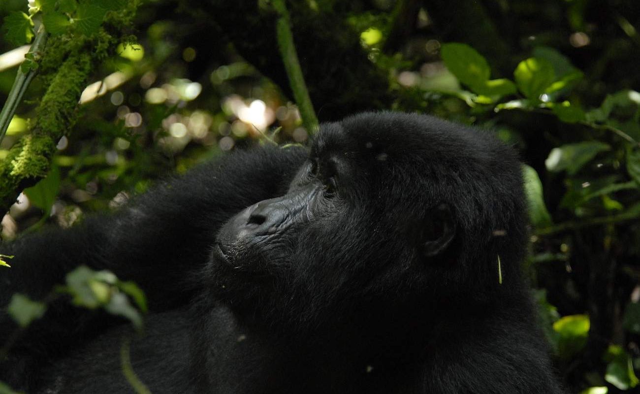 Gorilla im Bwindi