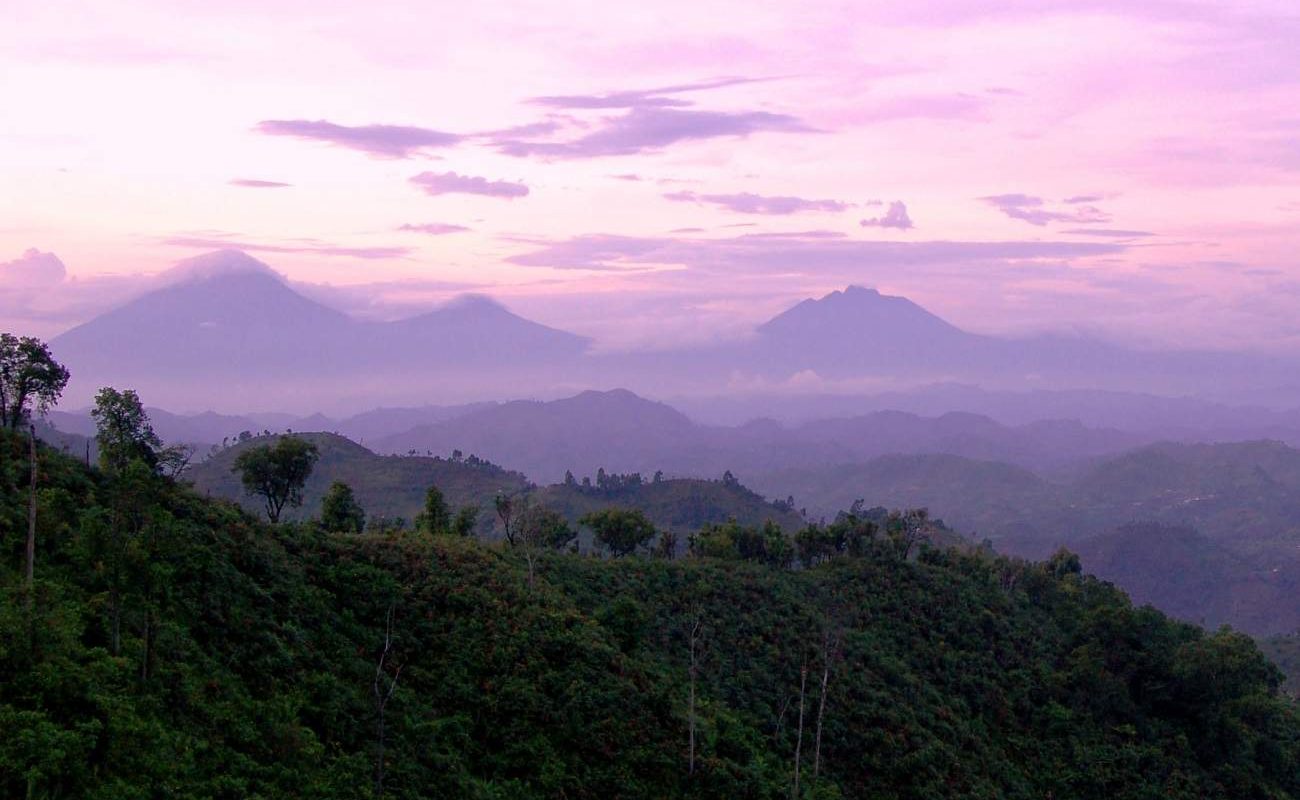 Bwindi und Virunga