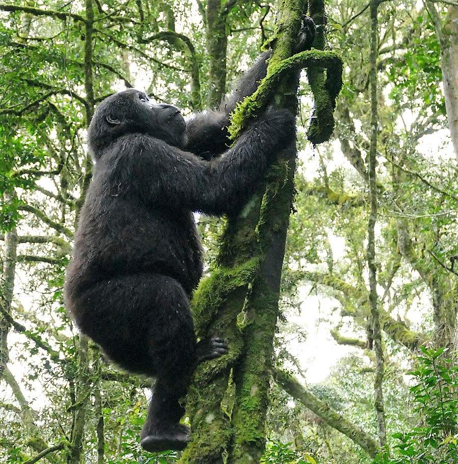 Gorilla in den Bäumen