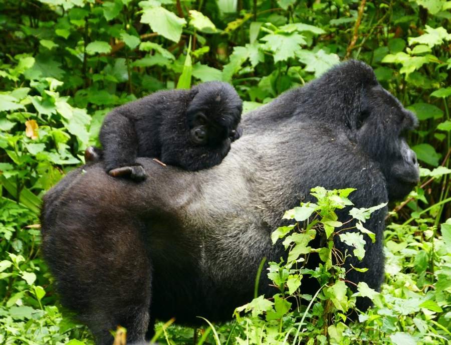 Silberrücken und Junges im Bwindi