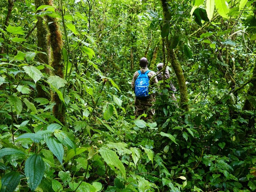 Trekking durch den Bwindi Impenetrable