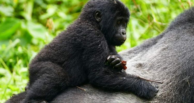 Gorilla Tracking im Bwindi Impenetrable Forest in Uganda