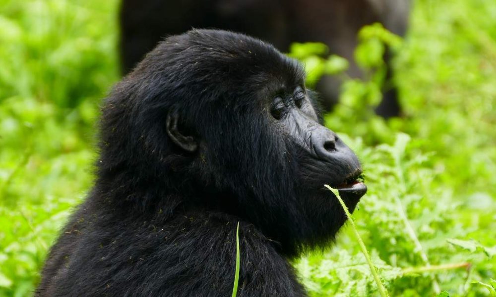 Kurzsafari Uganda Gorillas und Löwen