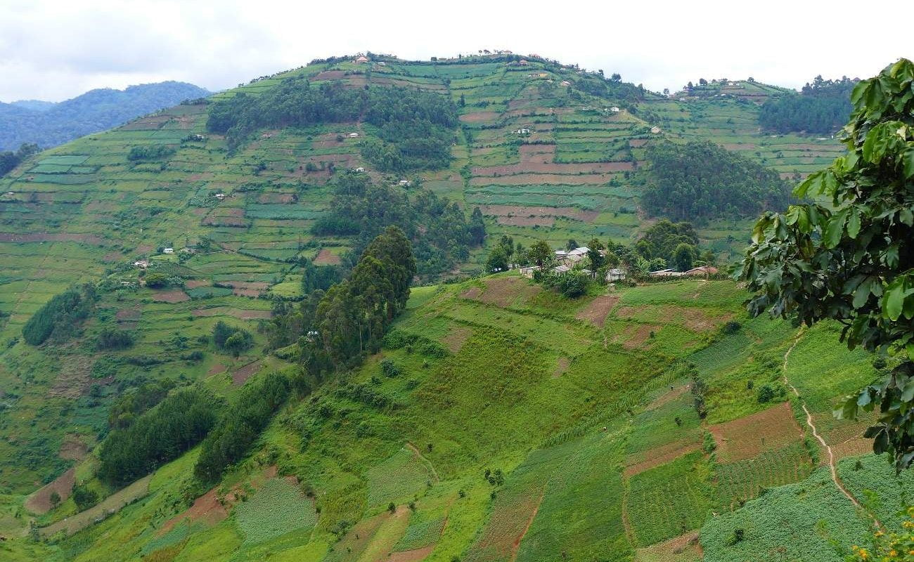 Terrassen am Rand des Bwindi