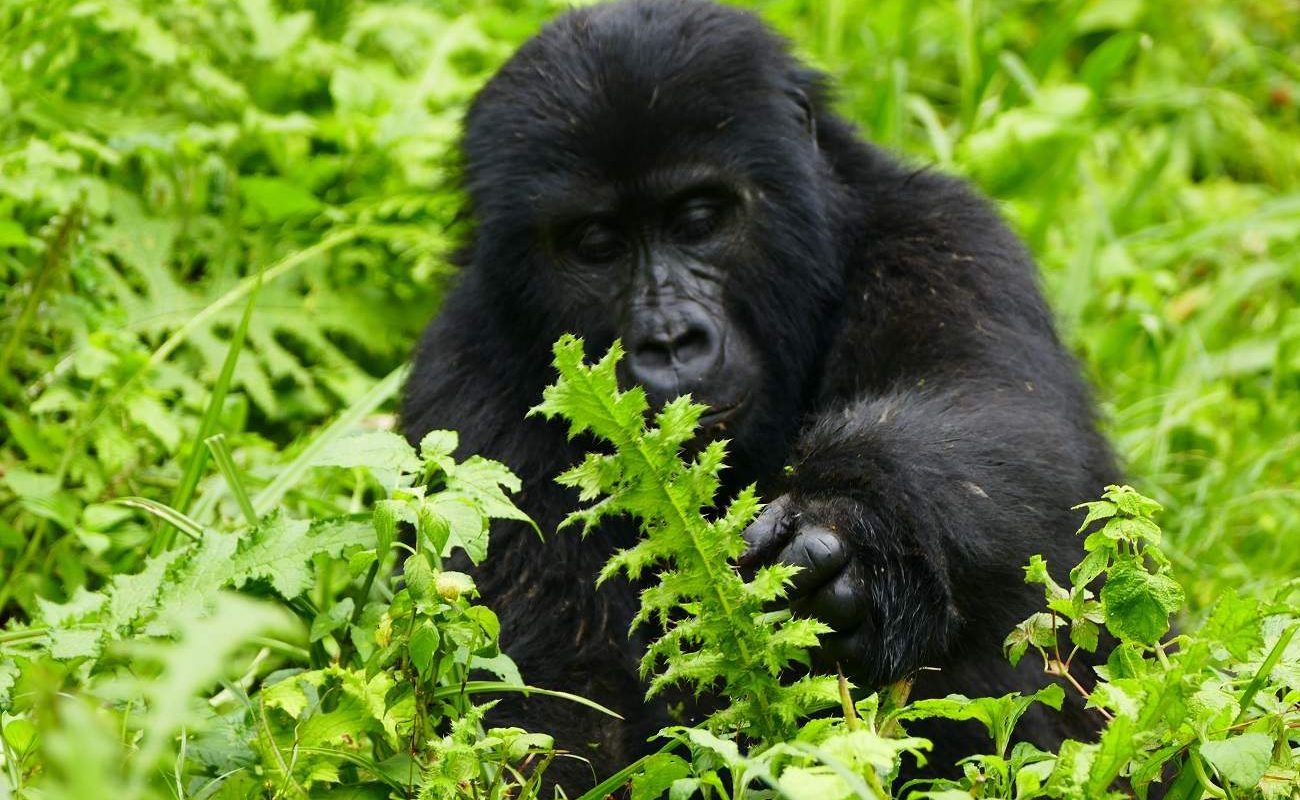 Gorilla im Bwindi
