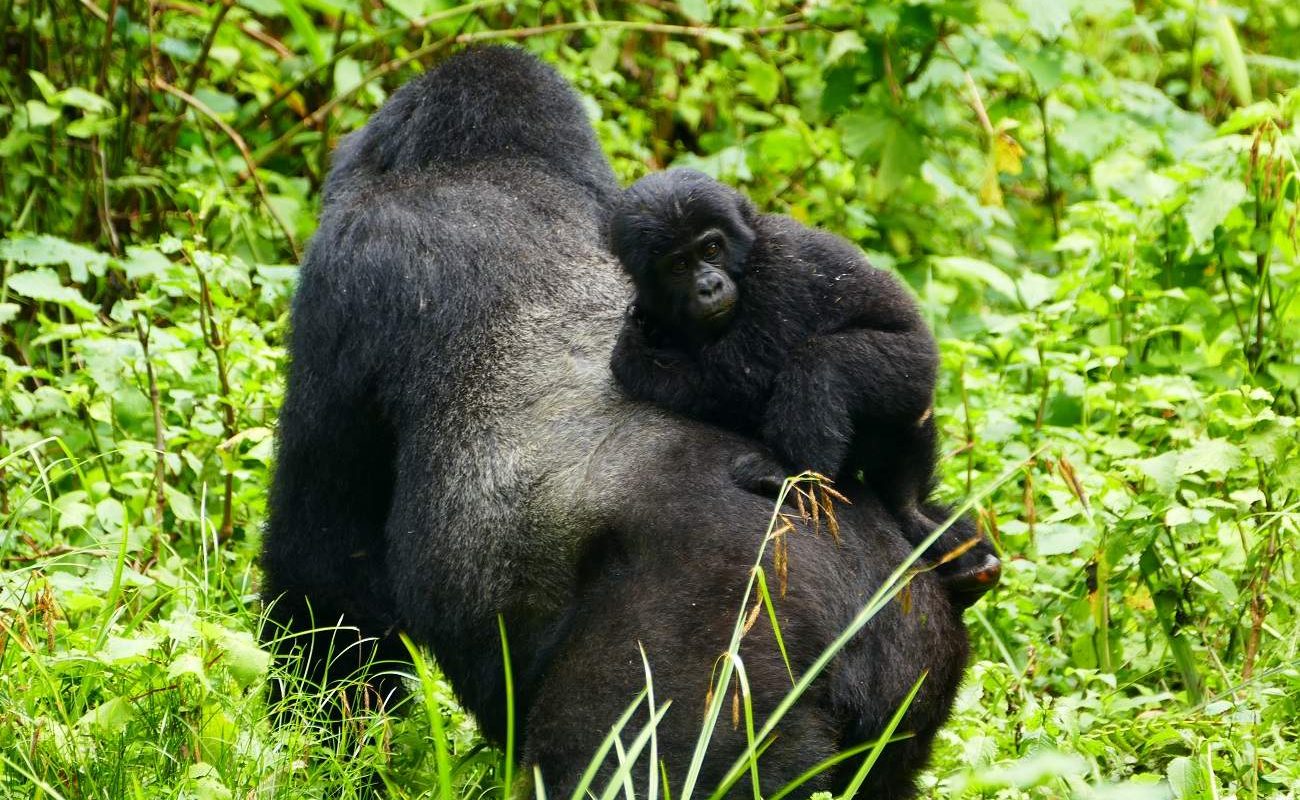 Silberrücken und junger Gorilla im Bwindi