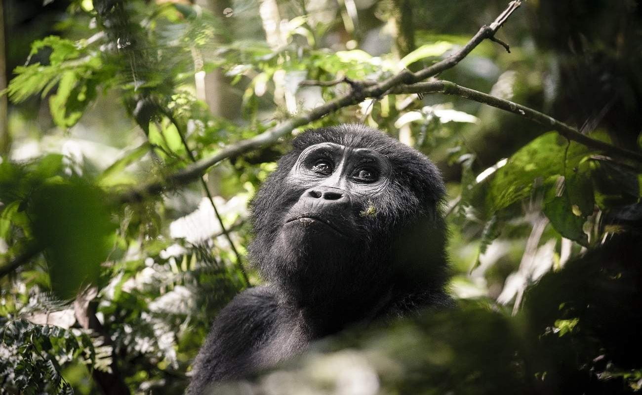 Gorilla im Bwindi Impenetrable Forest
