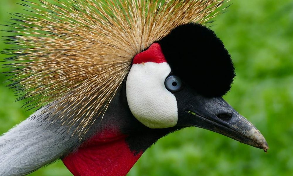 Genießerreise durch Uganda