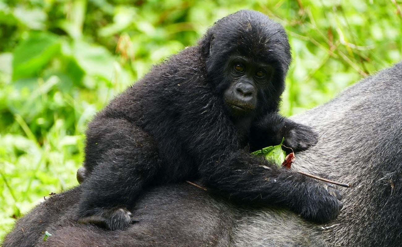 Gorilla im Bwindi