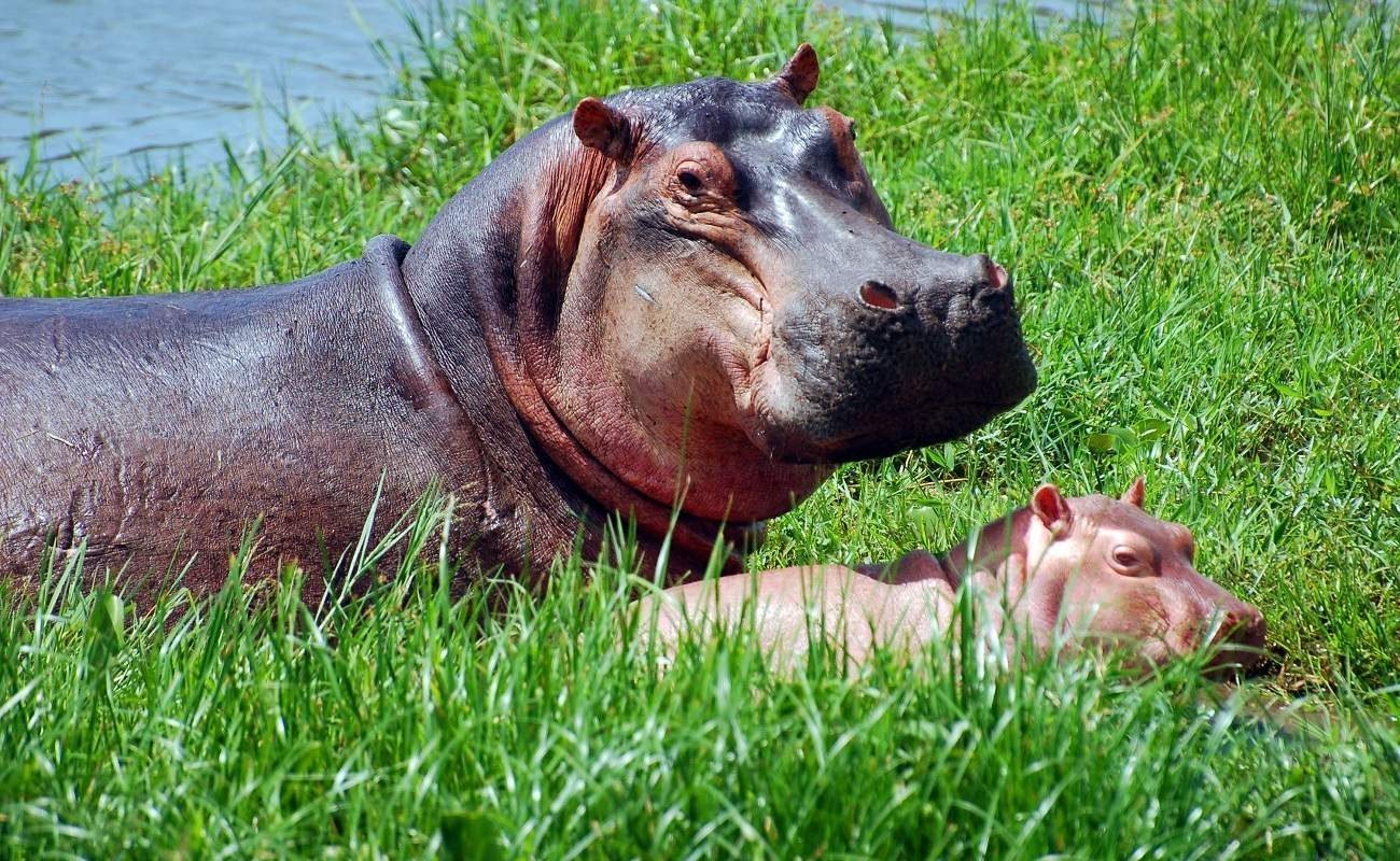 HIppos im Kazinga Channel