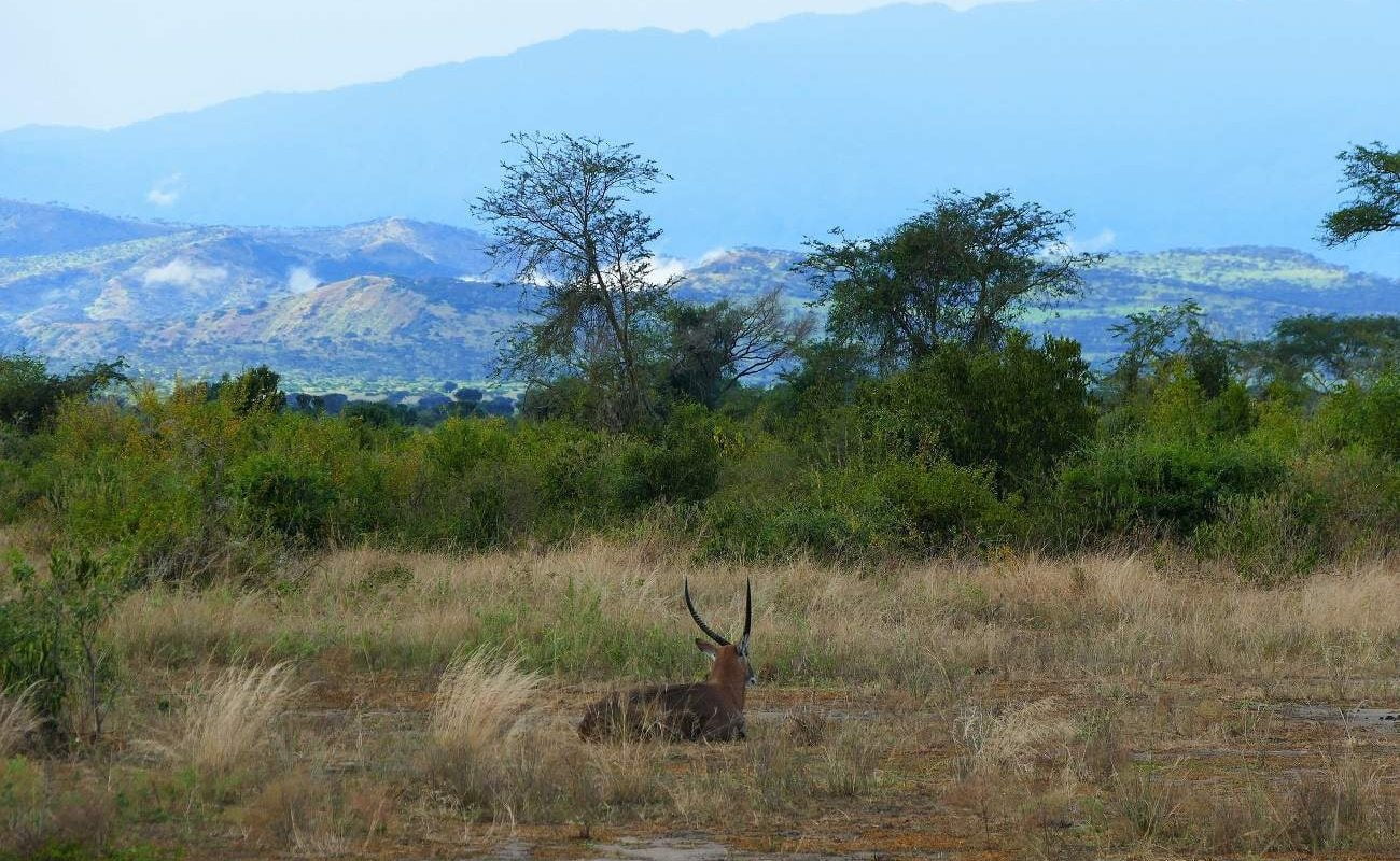 Kob im Queen Elizabeth Nationalpark