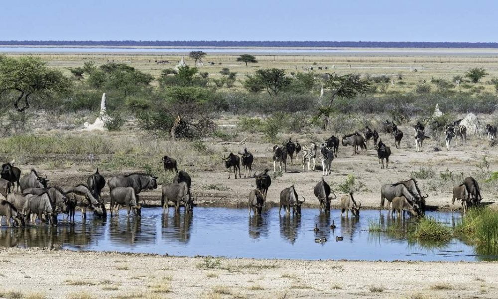 Onguma Game Reserve Namibia