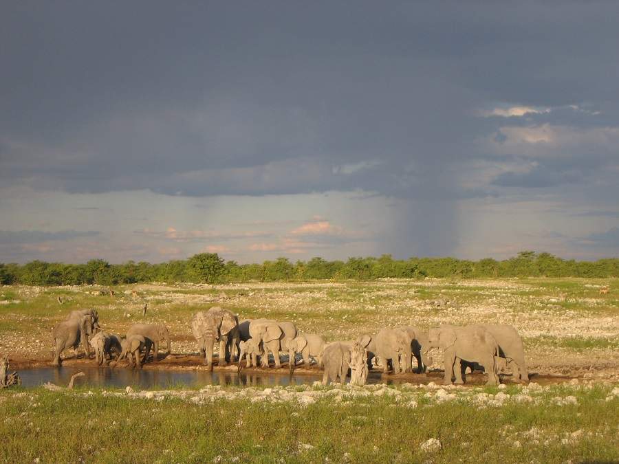 Etosha-Nationalpark - Elefanten am Wasserloch