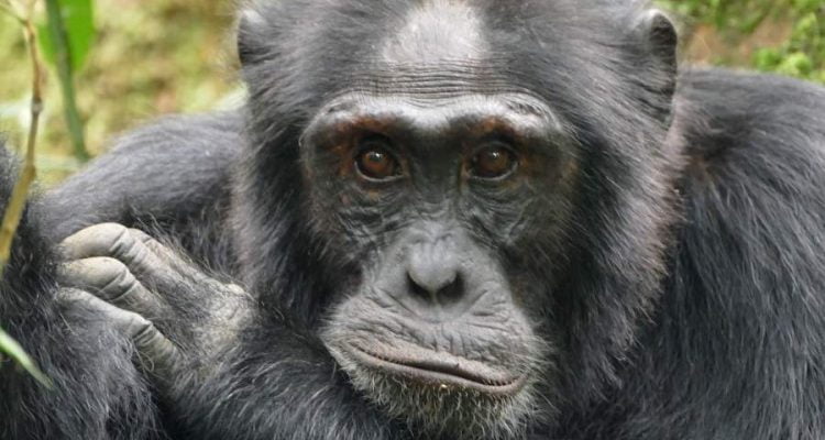 Schimpansen-Tracking in Uganda