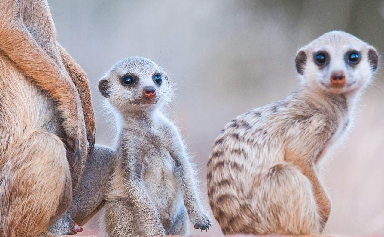Erdmännchen in Tswalu