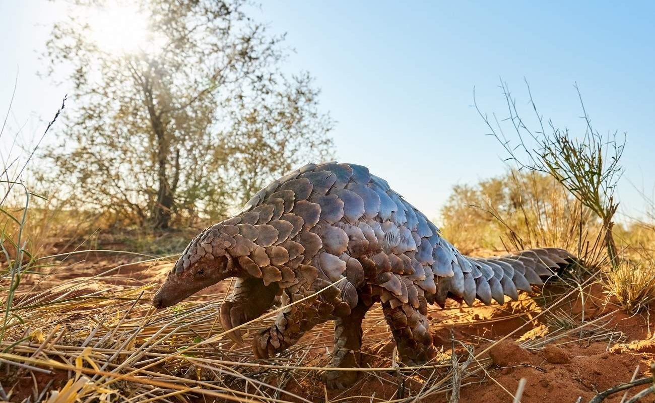 Pangolin im privaten Wildreservat von Tswalu