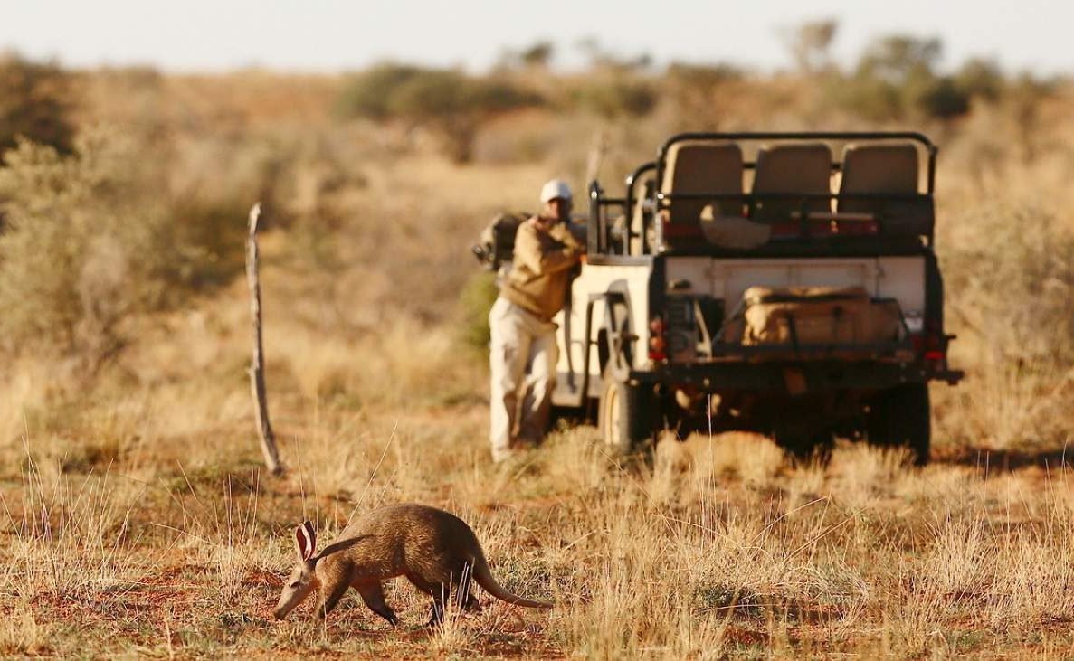 Ardvaark von Tswalu Kalahari
