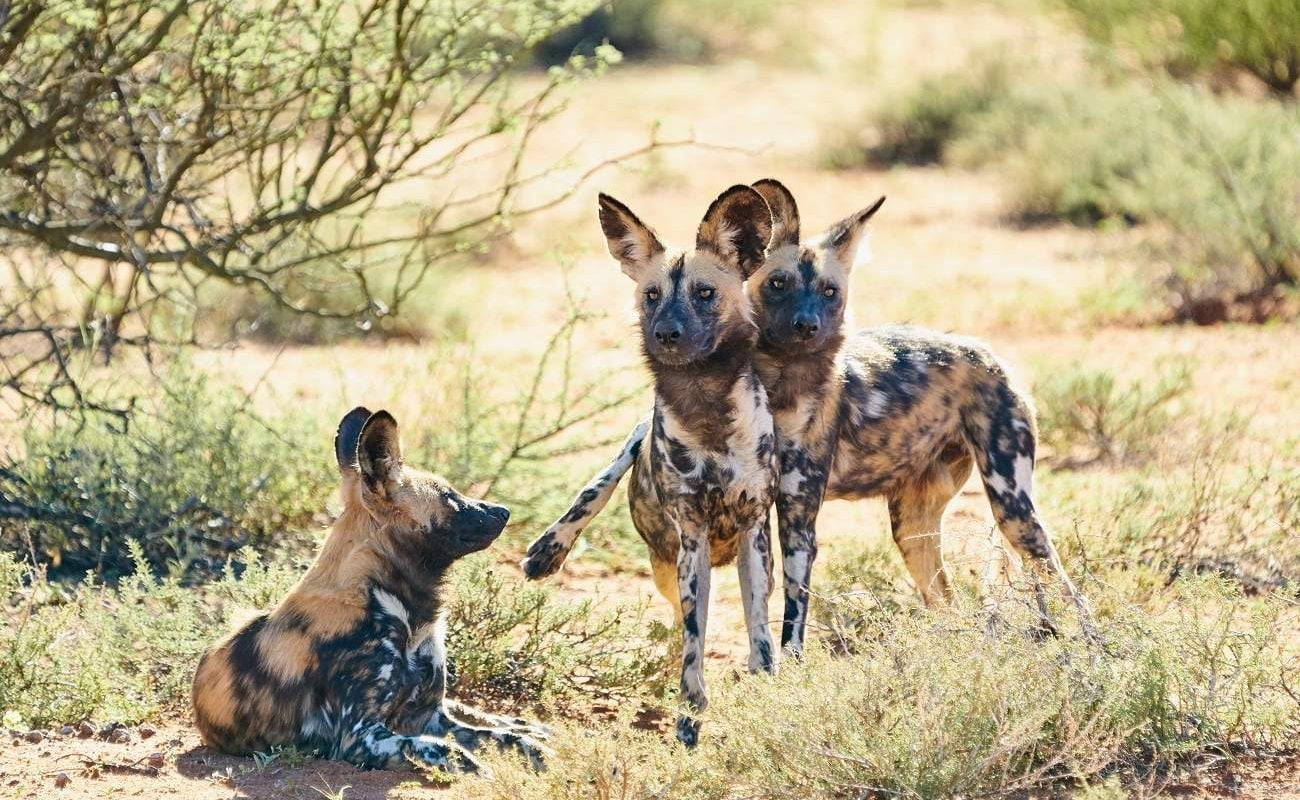 Wilddogs in Tswalu