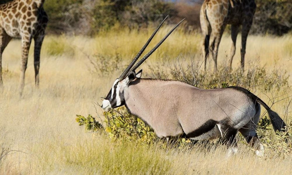 Große Botswana Safari mit Desert & Delta Camps