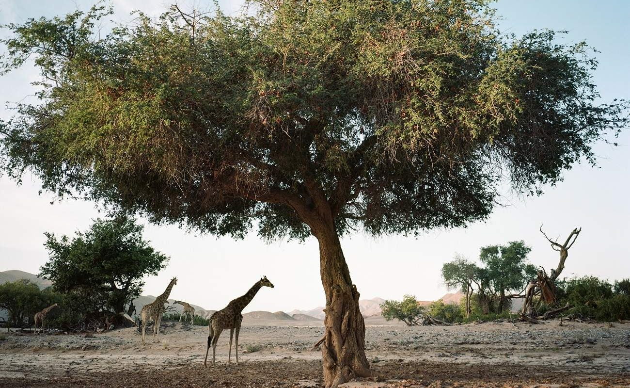 Giraffen bei Hoanib Valley